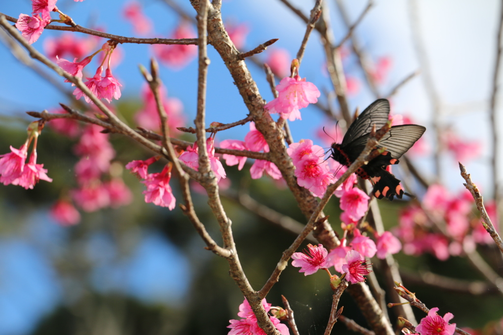 桜