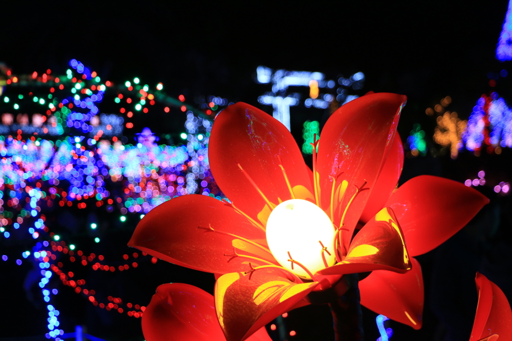 光の花