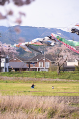 鯉のぼり