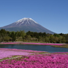 富士と芝桜