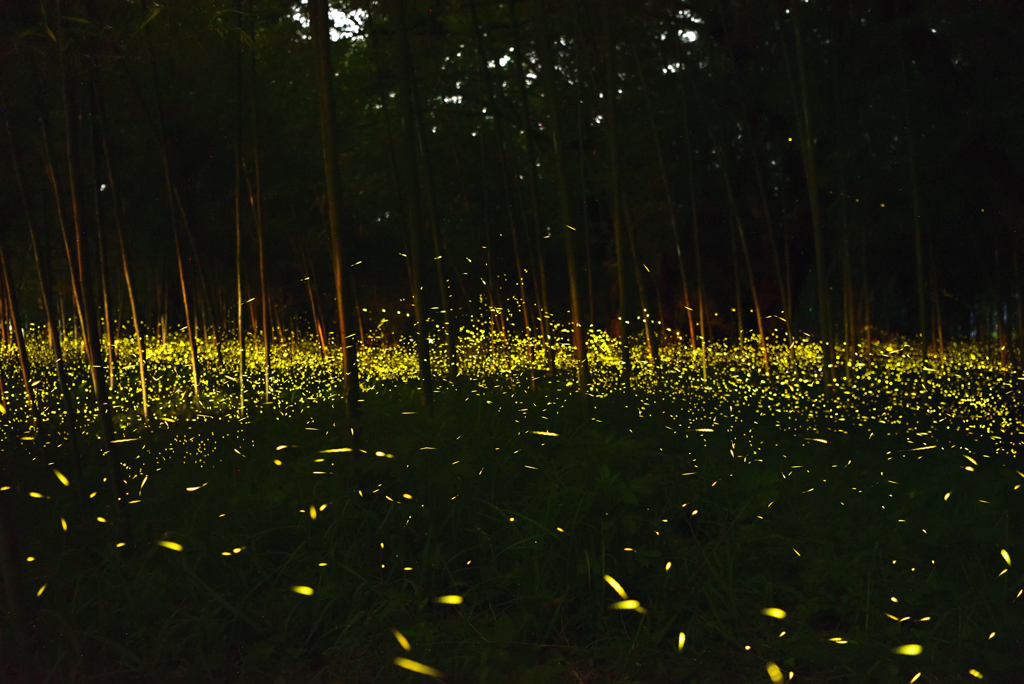 竹林に舞う光の粒１