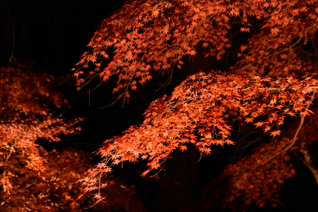 DSC_1514