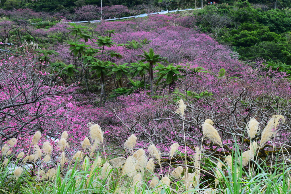 ヒカンザクラ（緋寒桜)1