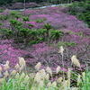 ヒカンザクラ（緋寒桜)1