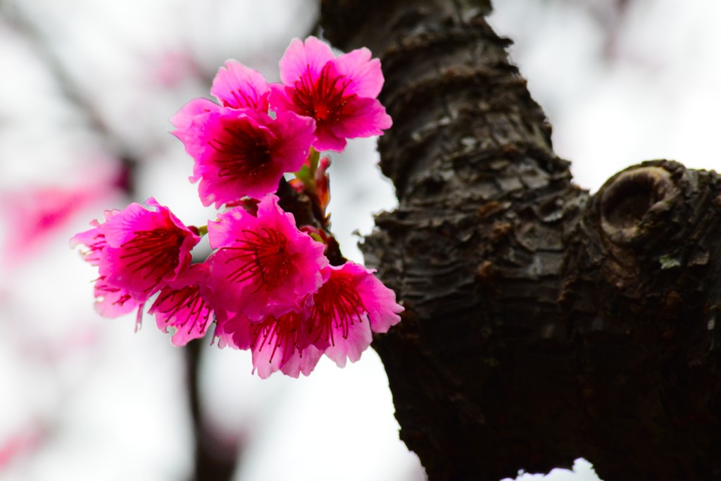 ヒカンザクラ（緋寒桜)2