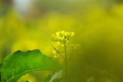 菜の花１本