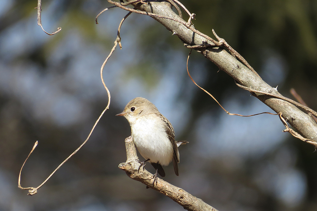 ただただかわいい