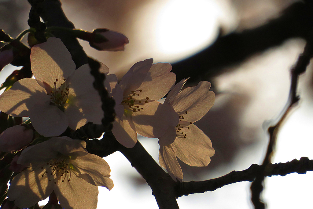 夕桜