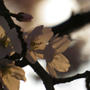 夕桜