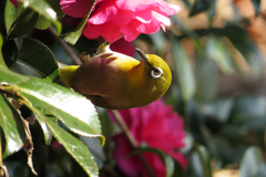 山茶花とメジロ