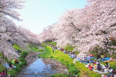 Hanami