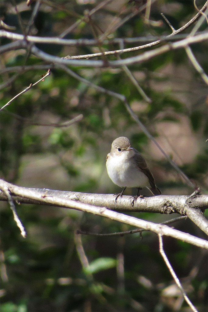 胸筋割れてますッ