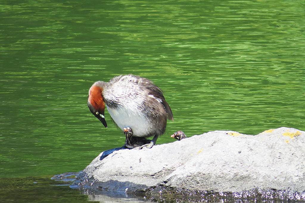 ペンギン