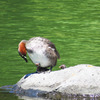 ペンギン
