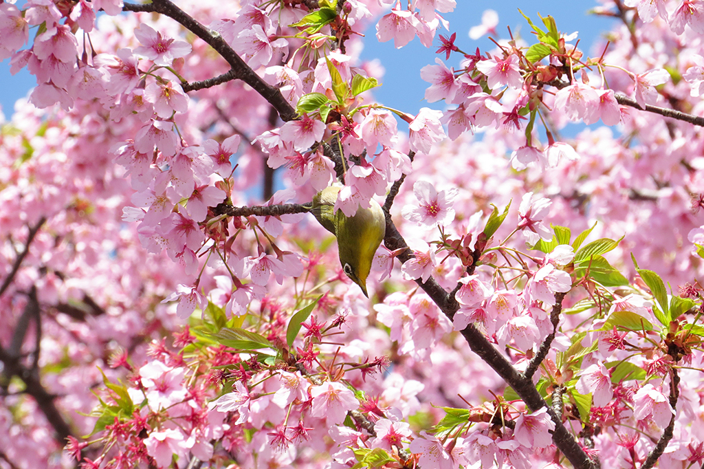 桜のプールや～