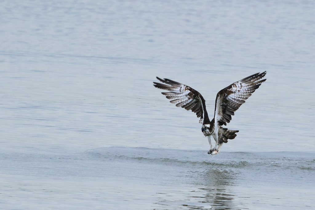 ミサゴ - 5　20171024