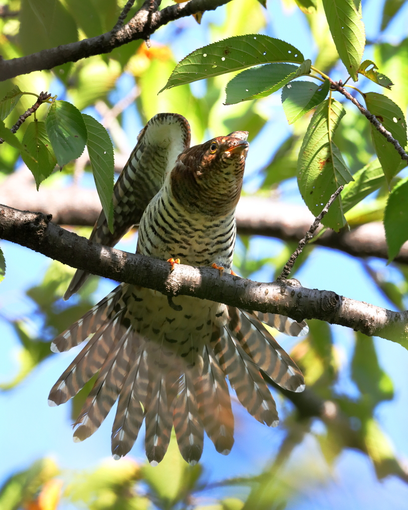 ツツドリ - 3  20190908