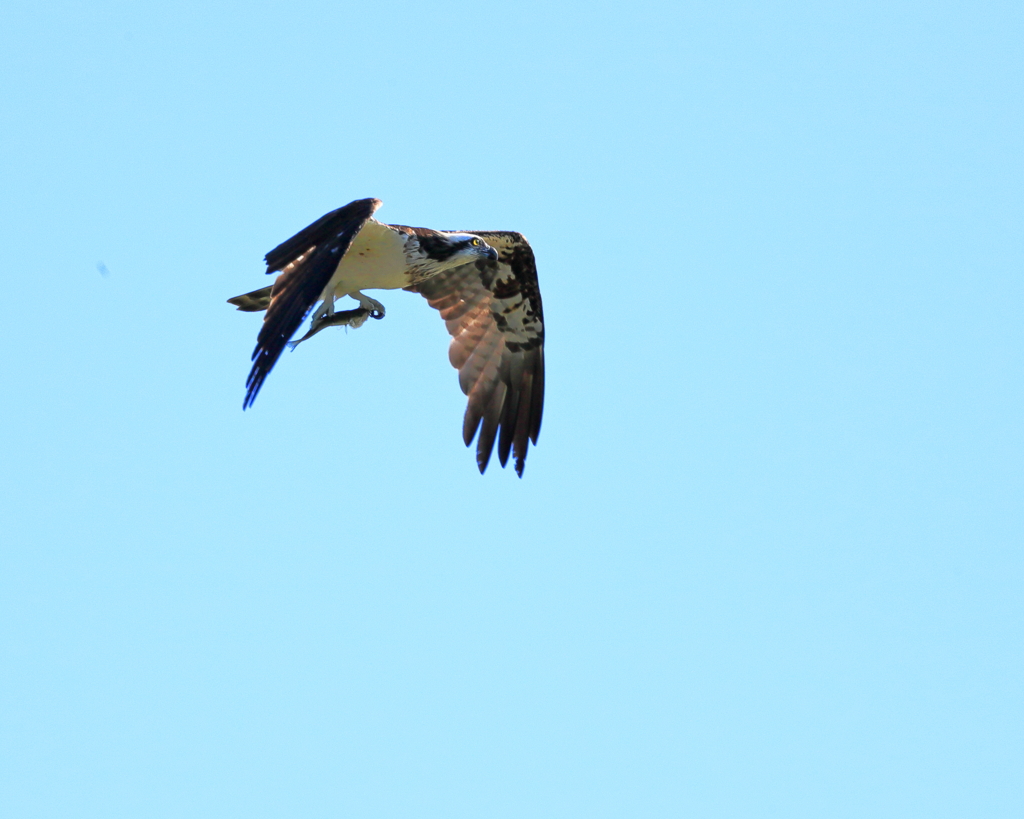 OSPREY　20191022