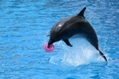 ナイスキャッチ　蔵出