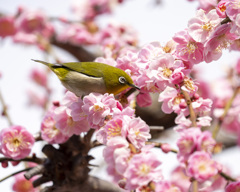 メジロ - 3  20200226