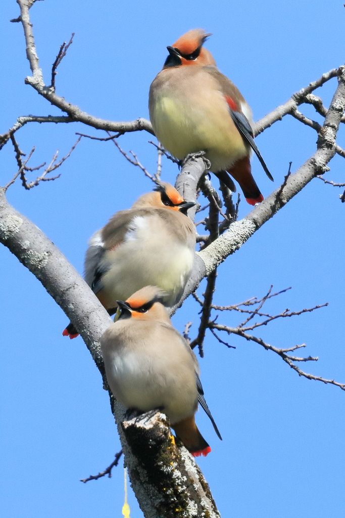ヒレンジャク 2 20180206