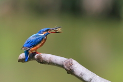 カワセミ - 2  20190507