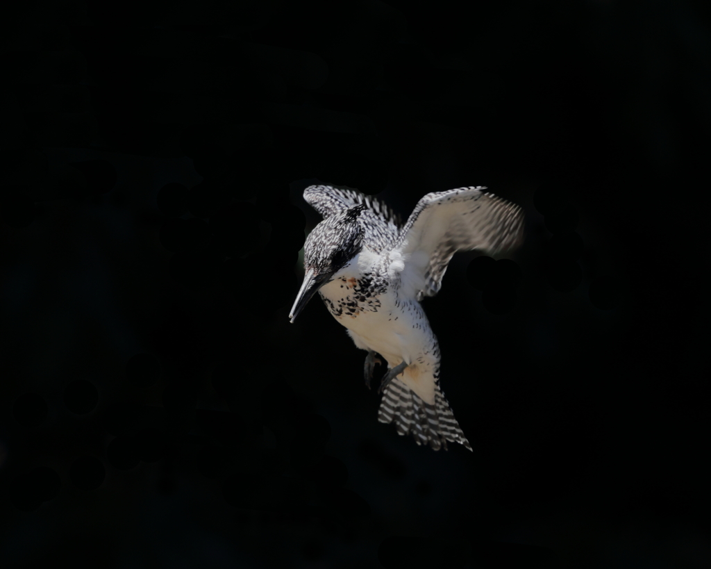 ヤマセミ - 7  20190522