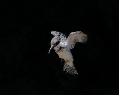 ヤマセミ - 7  20190522