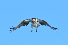 ミサゴ - 2 20181101