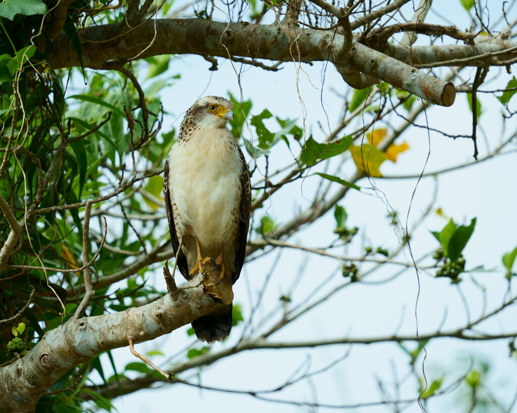 カンムリワシ(幼鳥) - 2  20191213