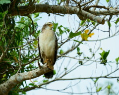 カンムリワシ(幼鳥) - 2  20191213