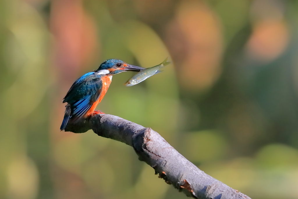 カワセミ　20190814