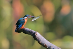 カワセミ　20190814