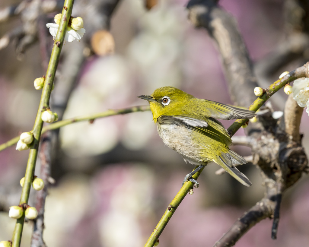 メジロ - 2  20200226