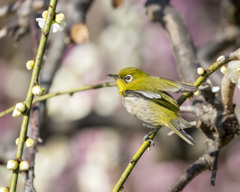 メジロ - 2  20200226