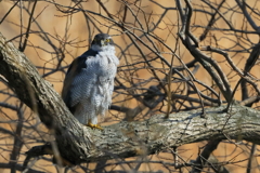 オオタカ 2 20180314