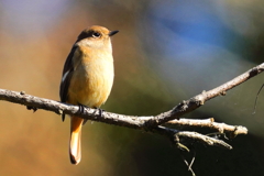 ジョウビタキ　20191121