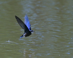 ハリオアマツバメ　20200608