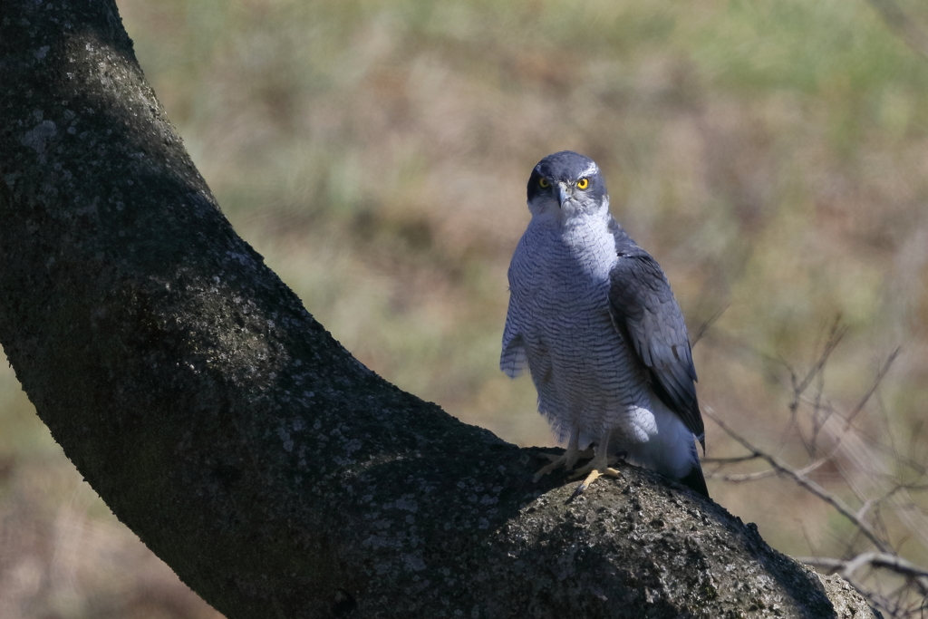 オオタカ 1 20180312
