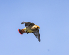 ヒレンジャク - 1  20200219