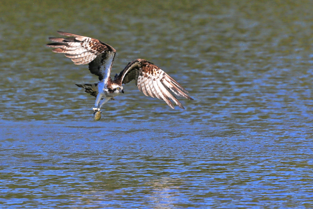 OSPREY 20191009
