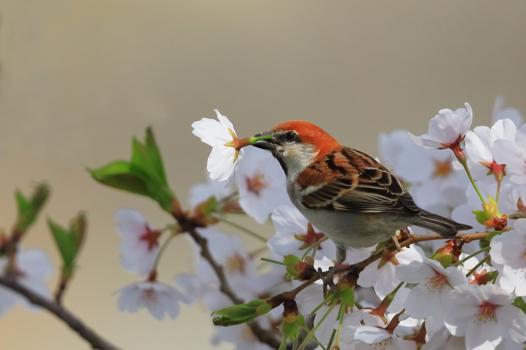 ニュウナイスズメ(雄) -1 20180329