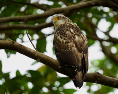 カンムリワシ(幼鳥)