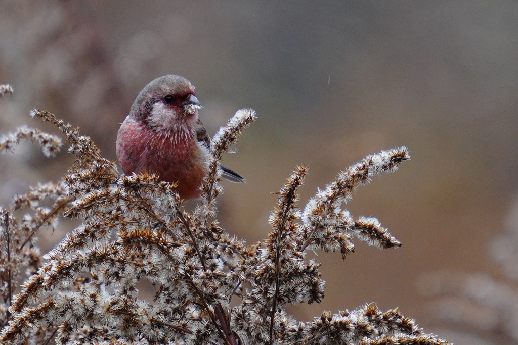 ベニマシコ -2  20191205