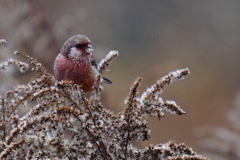 ベニマシコ -2  20191205