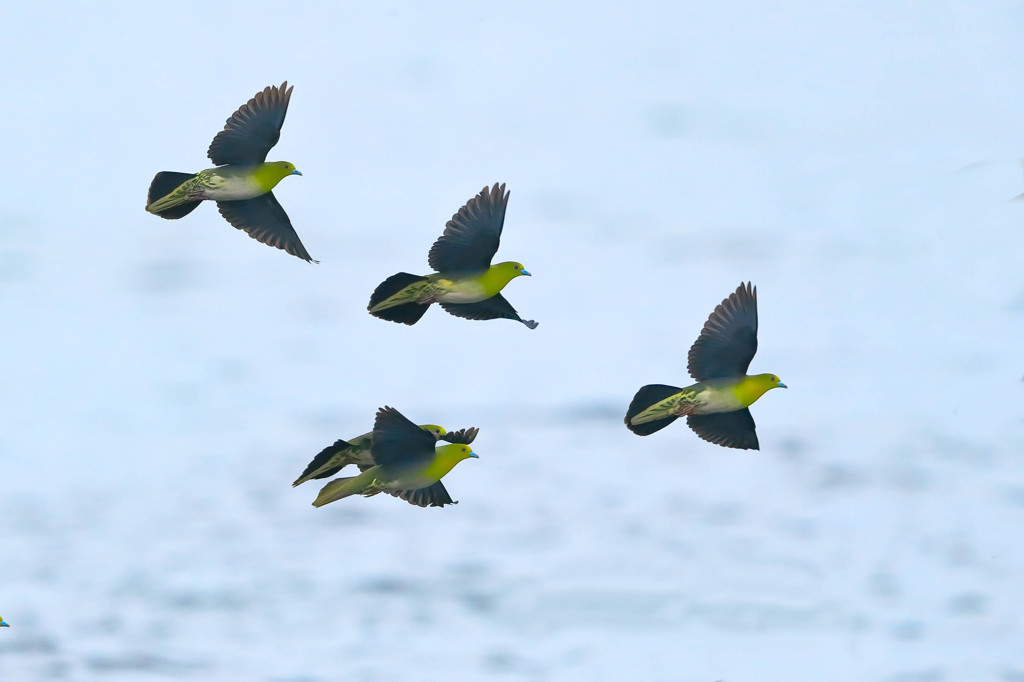 アオバト - 2  20190605