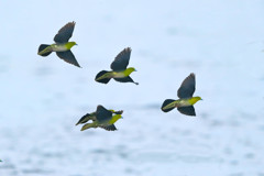 アオバト - 2  20190605