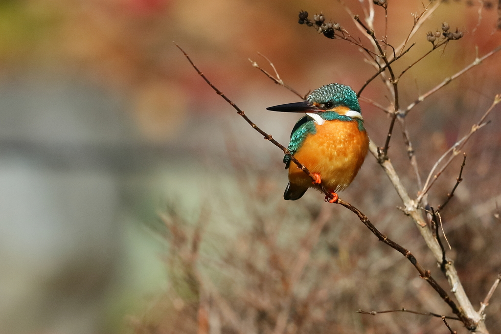カワセミ 1 20180118