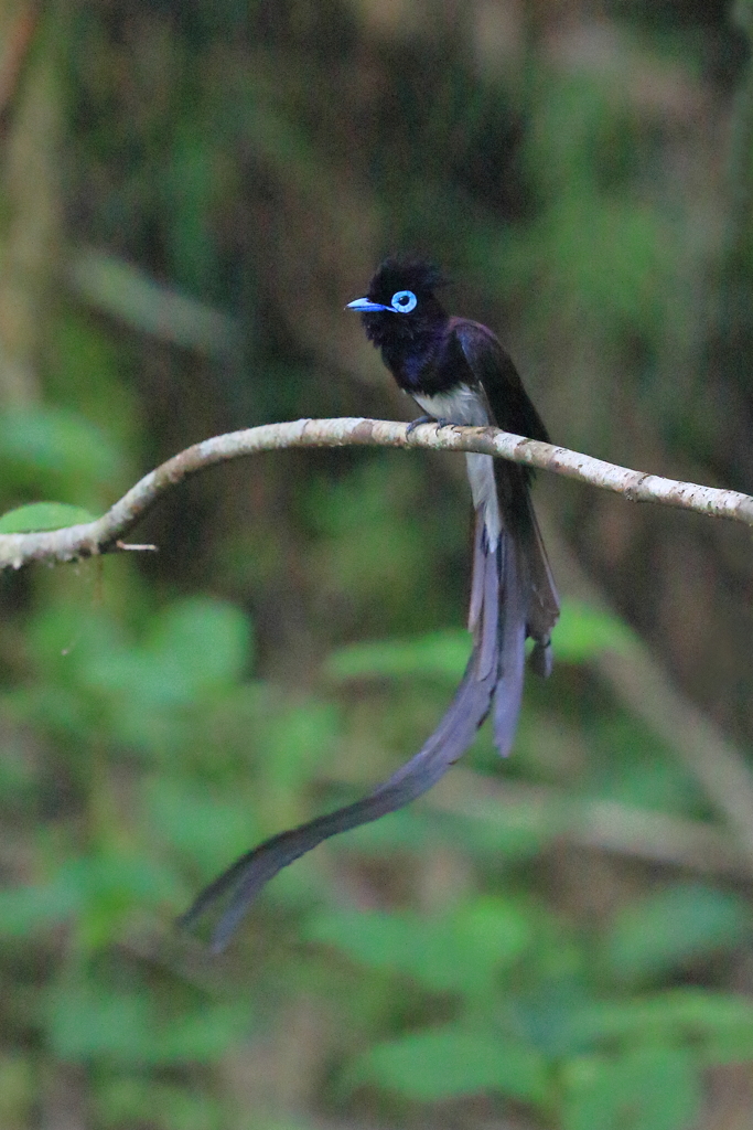 サンコウチョウ　蔵出