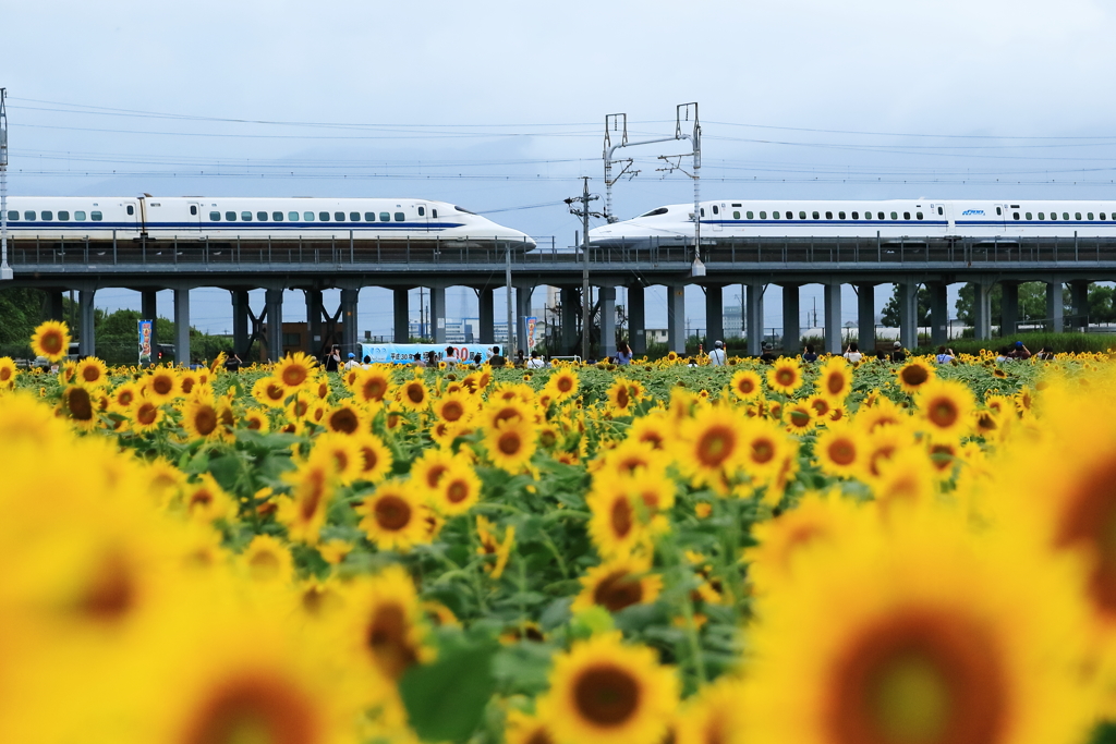 向日葵と東海道新幹線・チュウ　20180821